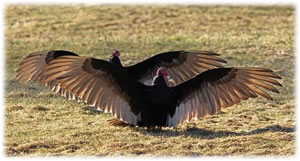 Turkey Vultures